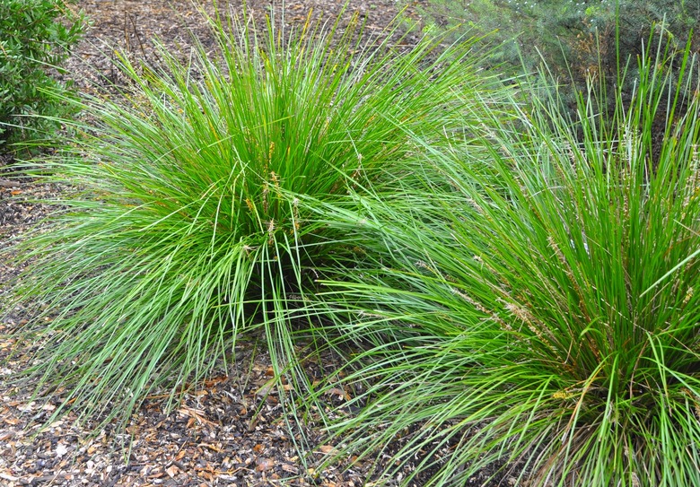 ornamental grass