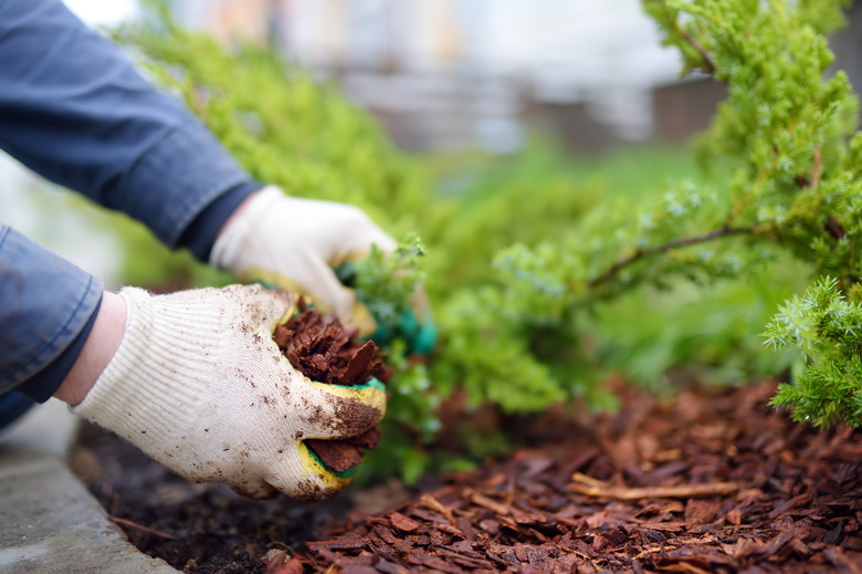 Gardener mulching with pine bark juniper plants in the yard. Seasonal works in the garden. Landscape design.