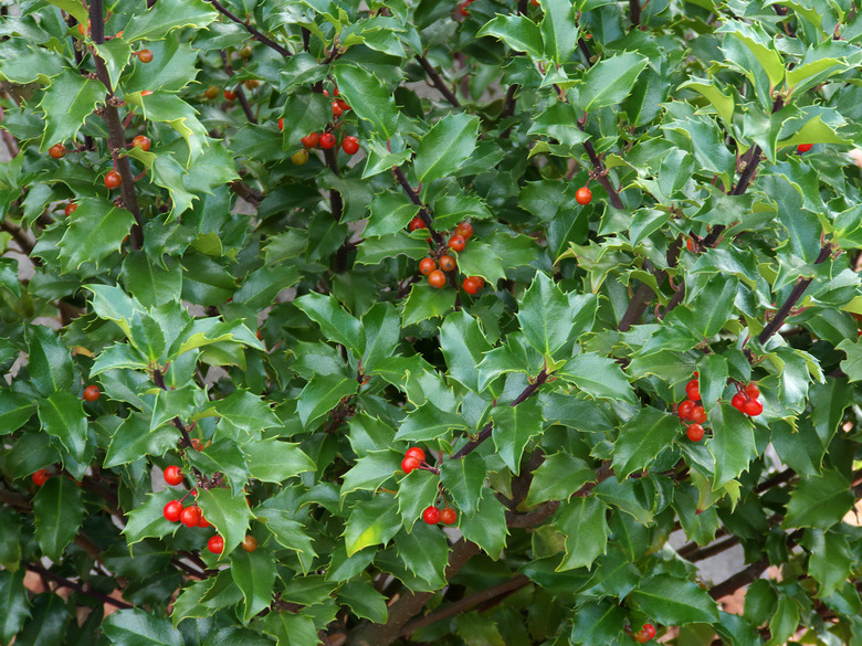 Holly Bush