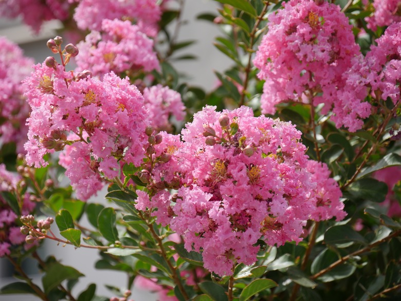 Closeup of bright pink crape myrtle flowers.