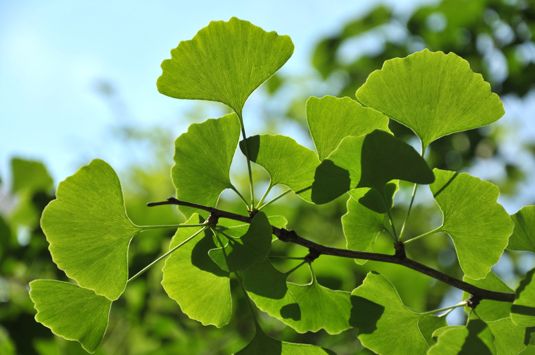 Ginkgo biloba.