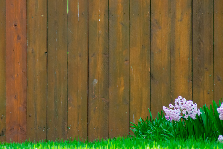 Pink Flowers on a Front Lawn With a Brown Fence in the Background