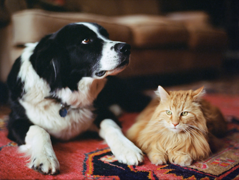 Sheepdog and long-haired cat on rug.