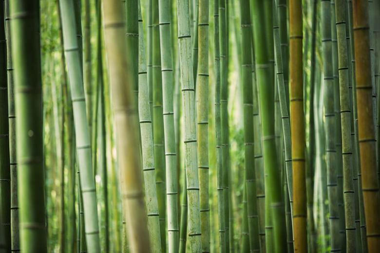 bamboo grove