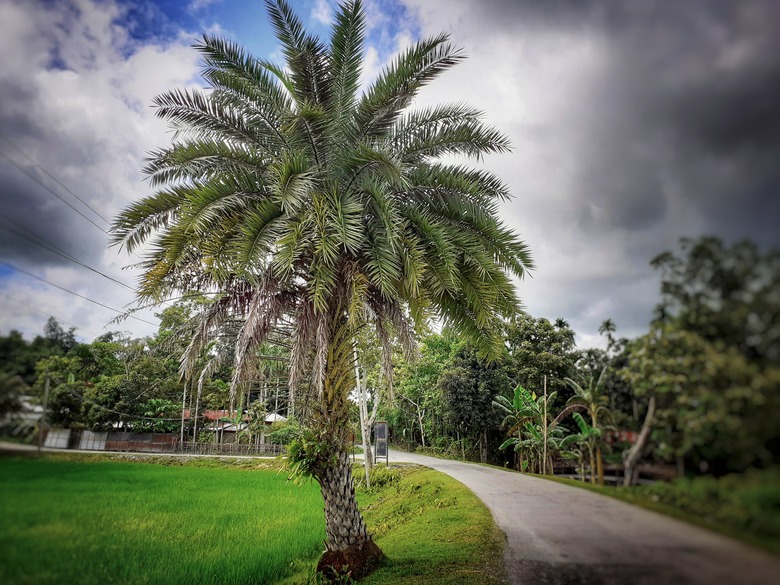 Phoenix sylvestris or silver date palm