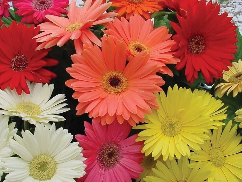 Gerbera Daisy Flowers