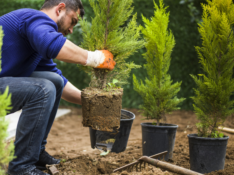 Man planting evergreen tree