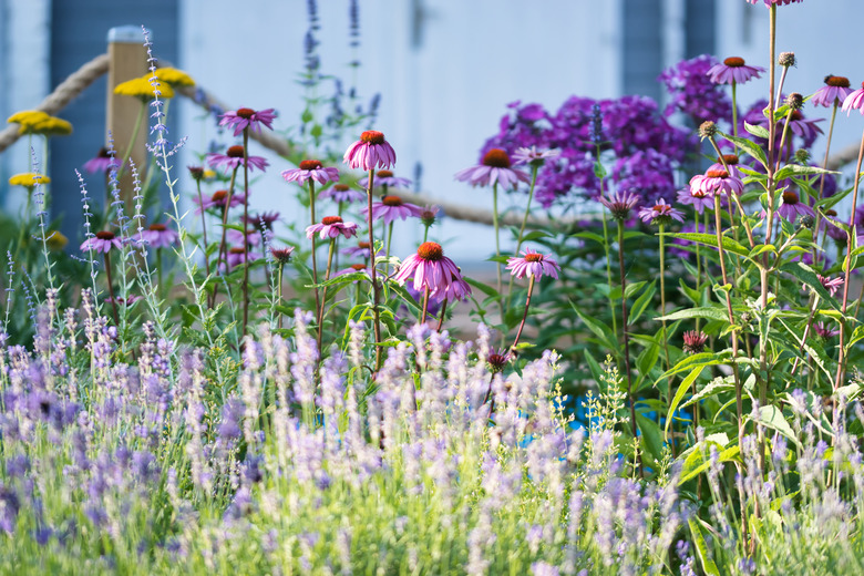 Cottage garden flower bed in bloom, soft focus late summer ornamental garden with lavender, cone flowers, yarrow, phlox, russian sage, mint and hyssop.