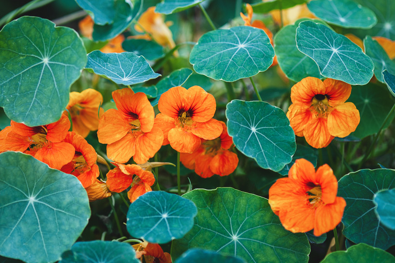 Nasturtium plant with orange flowers growing in the garden