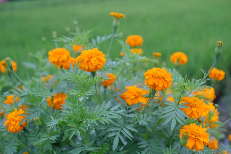 Paper Flower or Zinnia is a genus of sunflower tribal plants