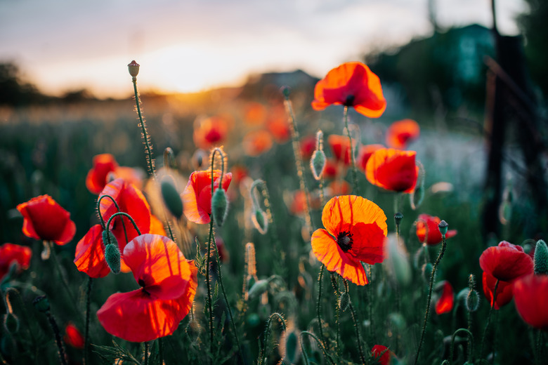 Sunset on the summer field