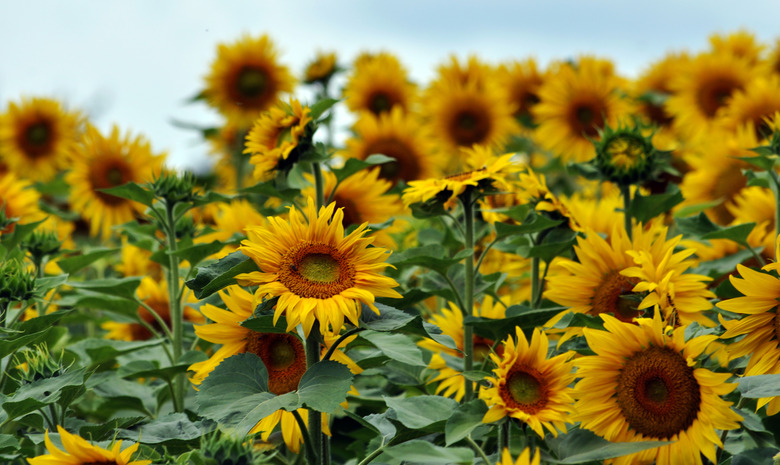 Flowering sunflower in the field