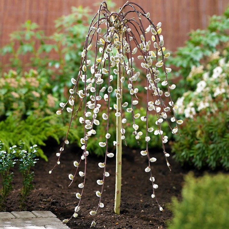 Salix Caprea Pendula 'Kilmarnock' Tree