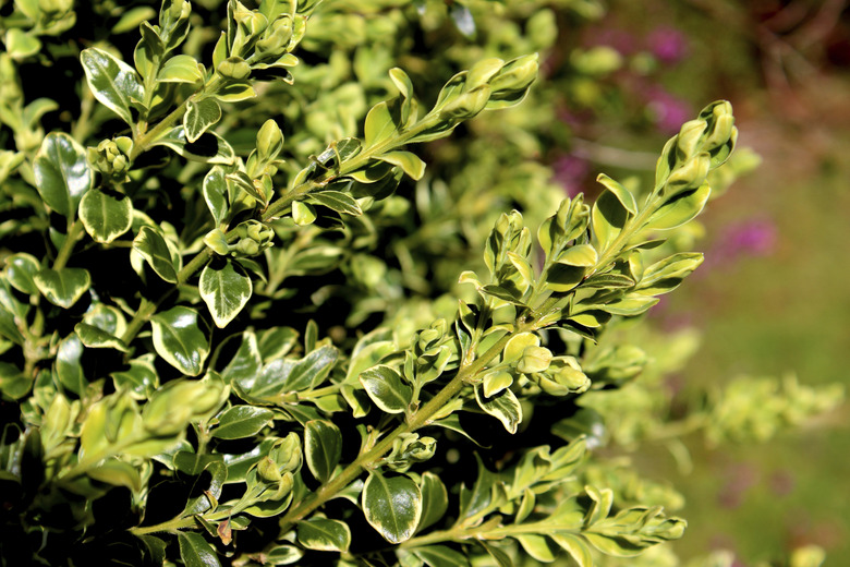 Variegated boxwood / box shrub (Buxus sempervirens 'Variegata')