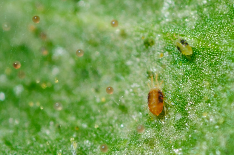 Red spider mite