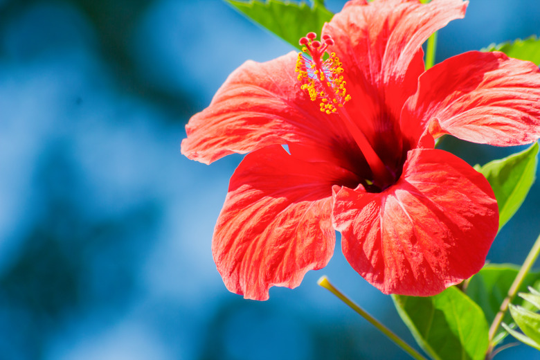 Hibiscus rosa-sinensis in red, close-up