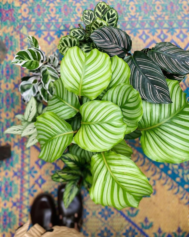 overhead view of a calathea plant near shoes and a patterned rug