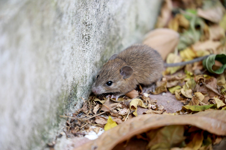 Close up the rat in dry leaf background. Animal contagious disease concept.