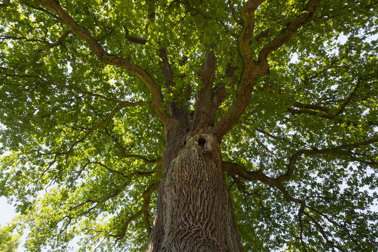 Germany, Bavaria, Lower Franconia, Pedunculate Oak, Quercus robur