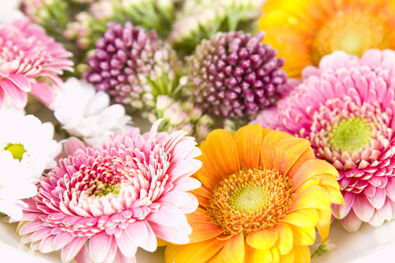 Close up of flowers, studio shot