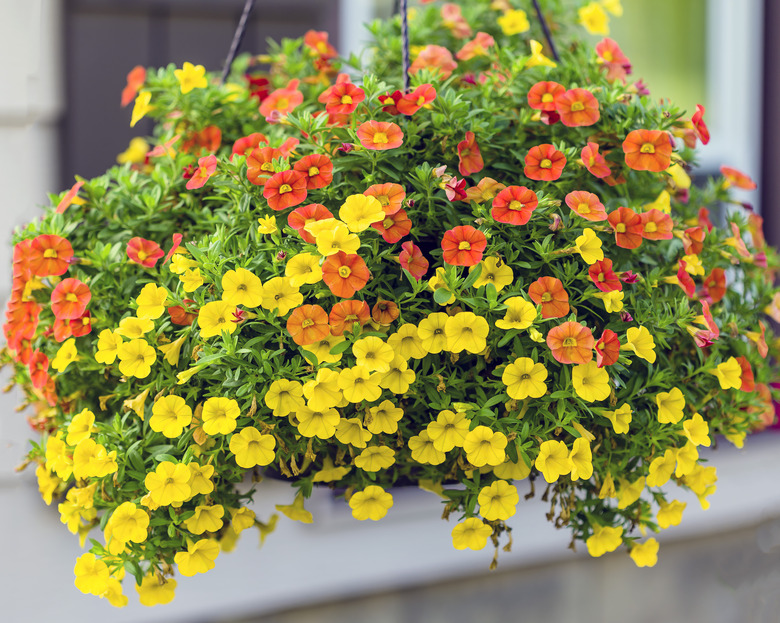 a wide view of a hanging basket of million bells flowers