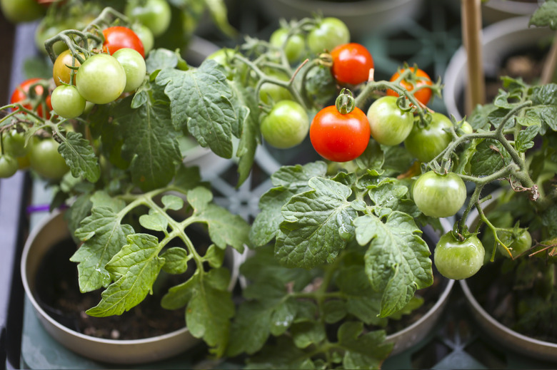 Cherry tomato seedlings