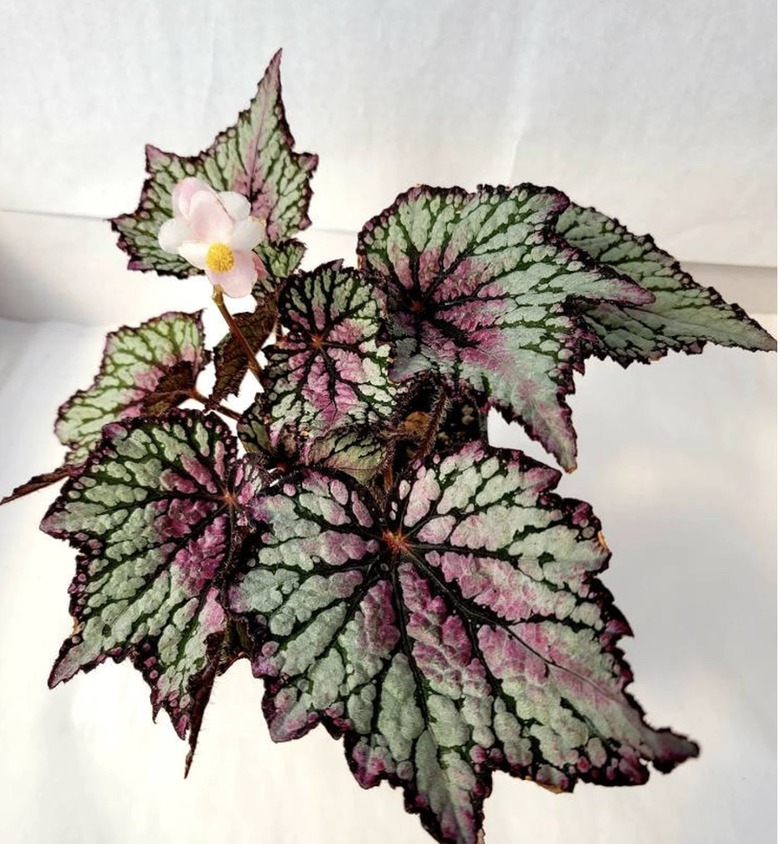 Begonia Rex