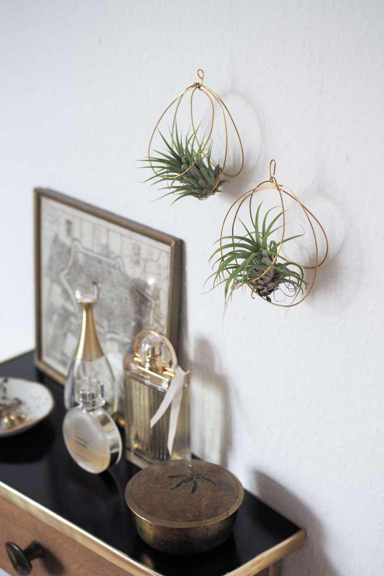 air plants