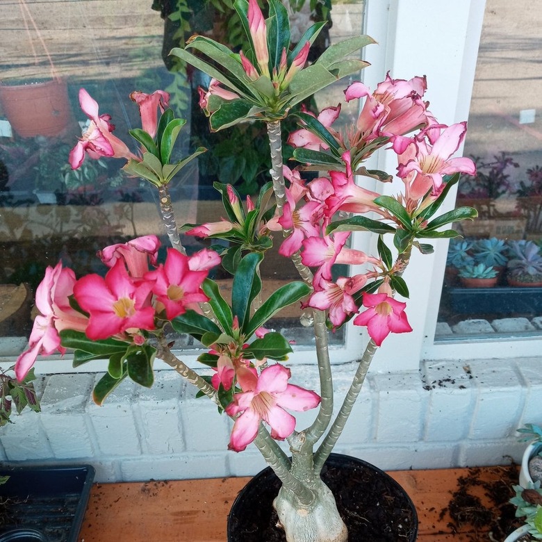 Desert Rose Plant