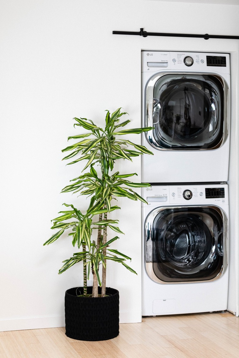 Corn plant next to laundry machines