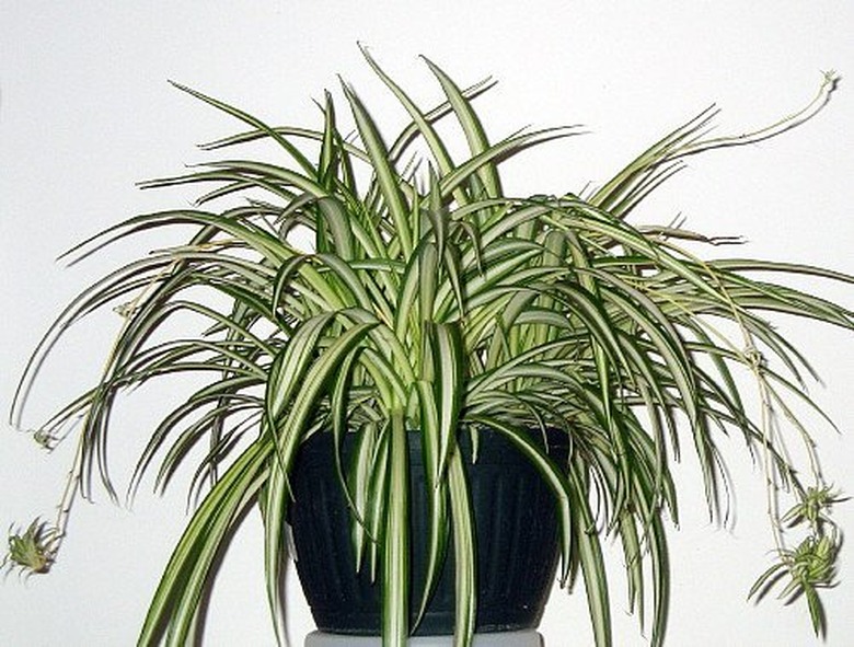 Spider plant