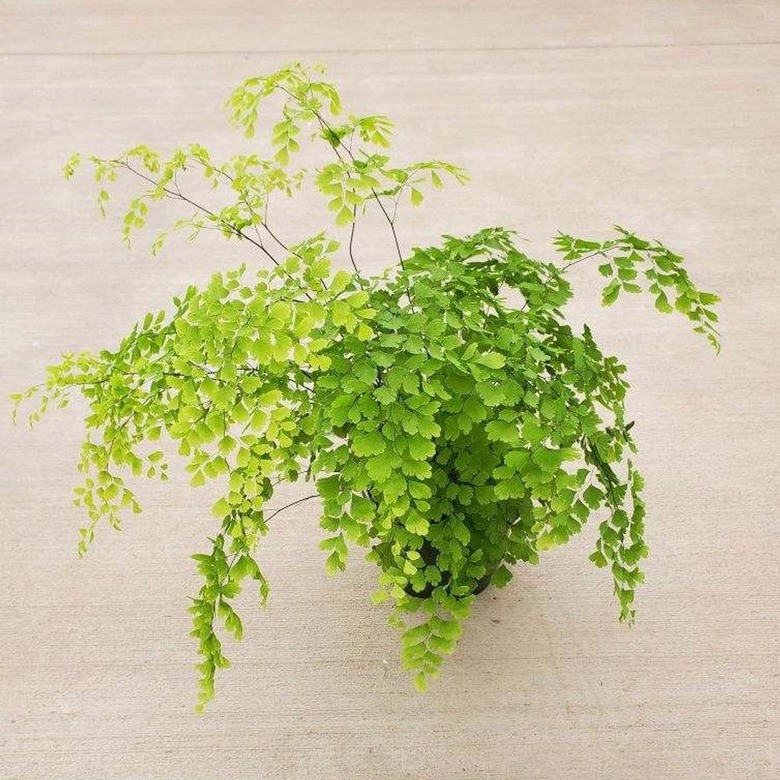 Maidenhair Fern