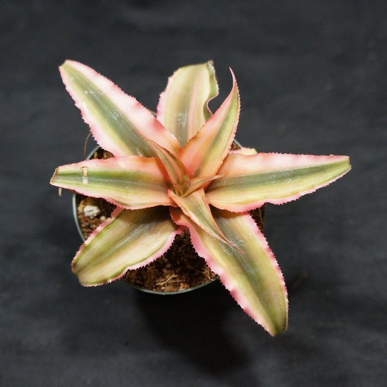 Cryptanthus 'Pink Star'