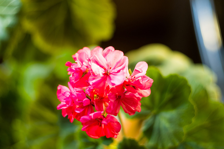 Lovely pink Pelargonium Geranium flowers, close up