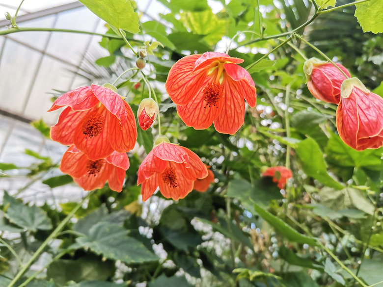 Abutilon pictum orange flowers. Common names Indian mallow, velvetleaf or flowering maple