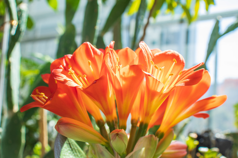 Beautiful kaffir lily flowers.