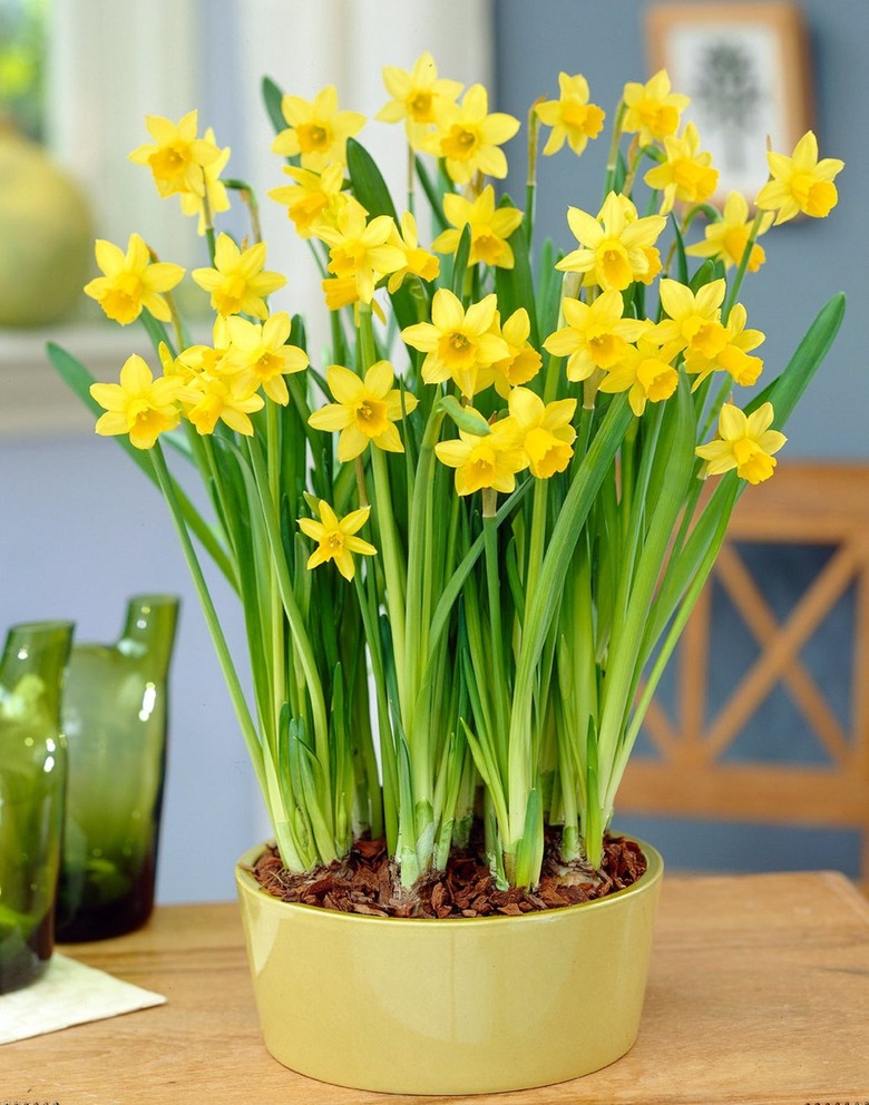 Potted yellow daffodils on table