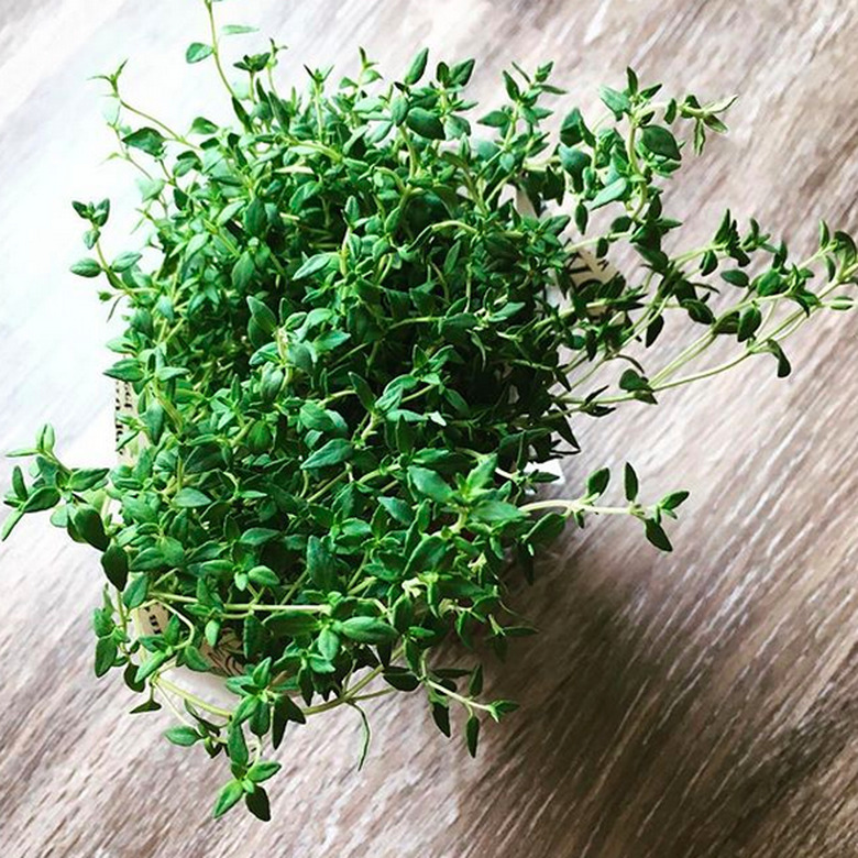 Thyme (Thymus vulgaris)