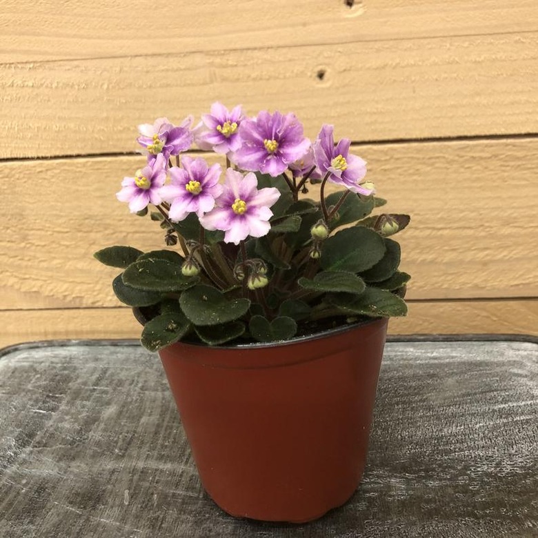 African Violet plant