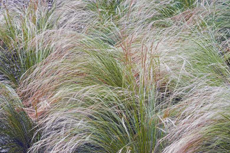 Mexican feathergrass