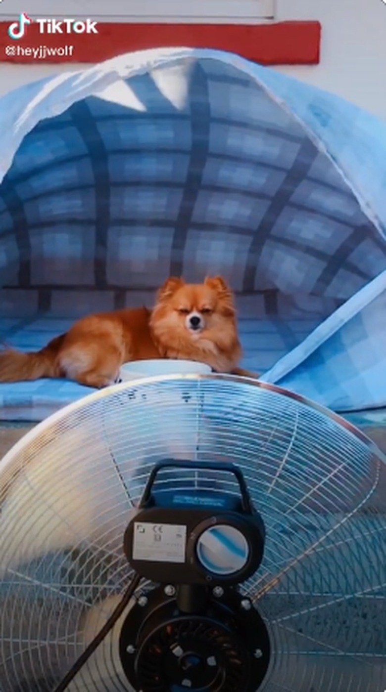 dog in blanket fort with fan