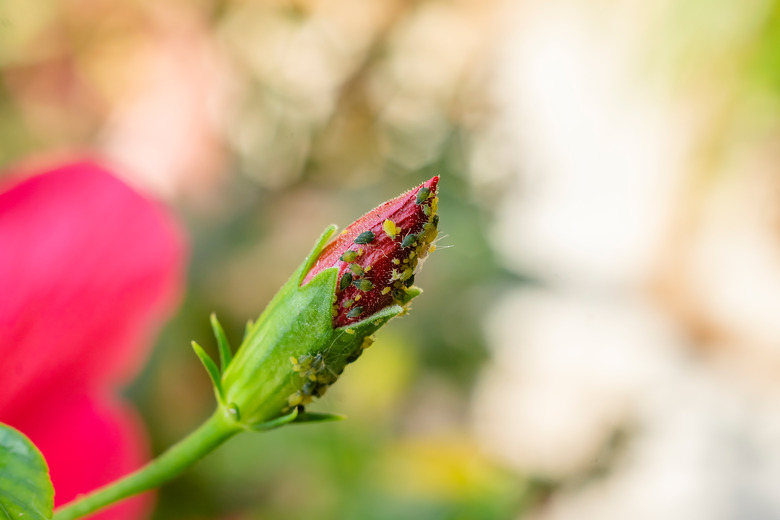 Aphids on the flower bud of hibiscus plant sucking the cell sap. Serious pests of various flower plants and crops.