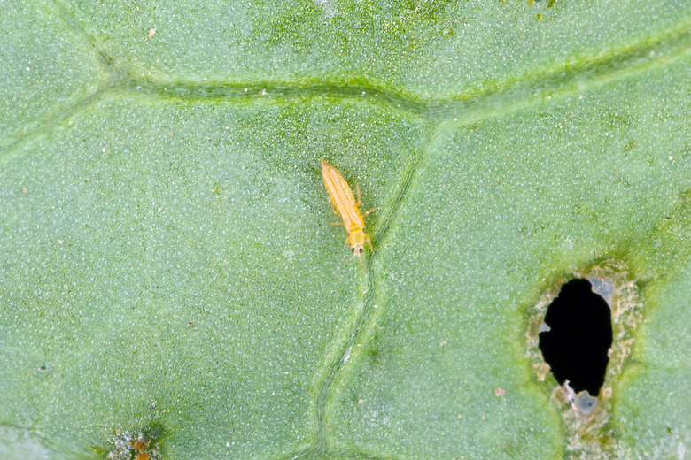 Tiny adult thrip on leaf.