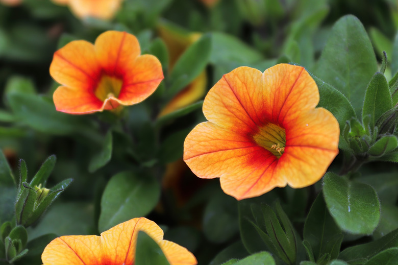 Orange and yellow petunia flowers blooming in spring.