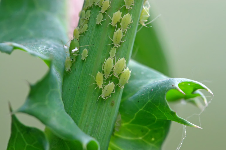 Aphids on a green plant.