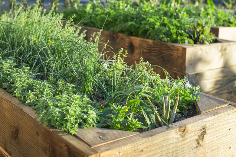 Organic food garden