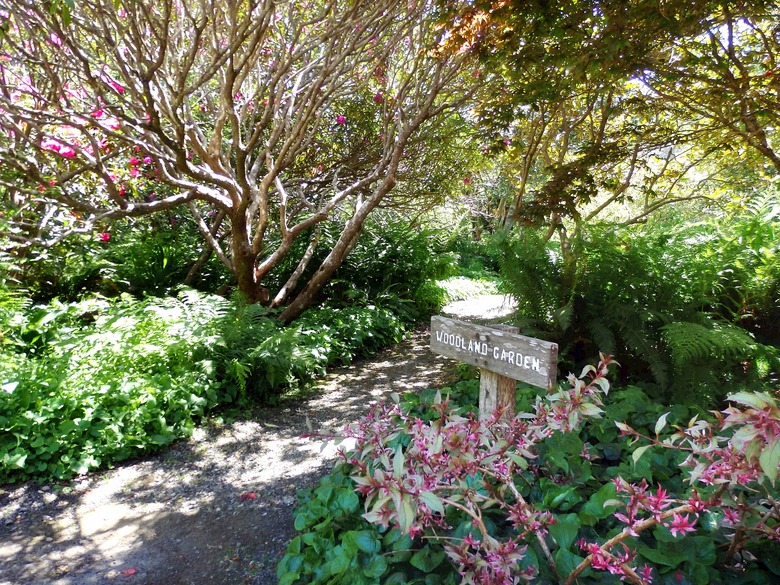 Path through woodland garden.