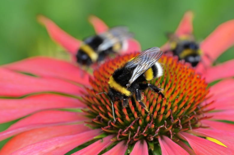 Buff-tailed bumblebees (Bombus terrestris) on Echinacea purpurea (Echinacea purpurea), North Rhine-Westphalia, Germany