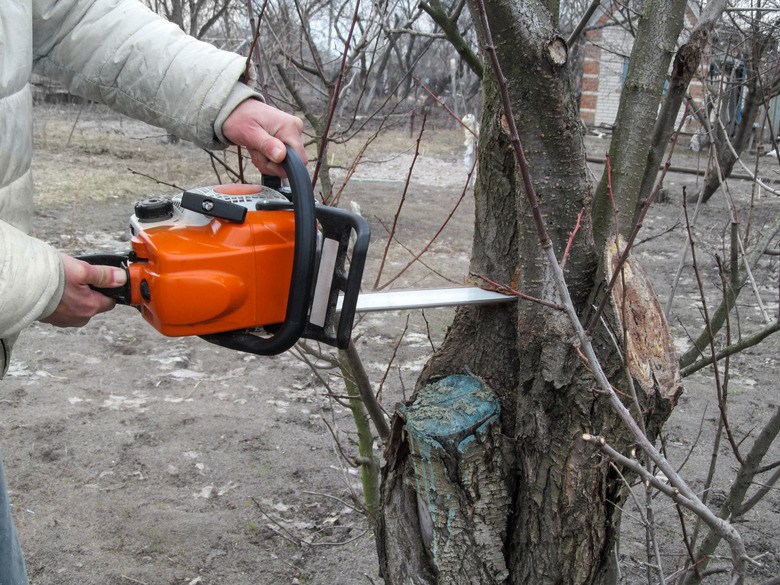 Cutting off branches of a diseased tree with chainsaw in the garden