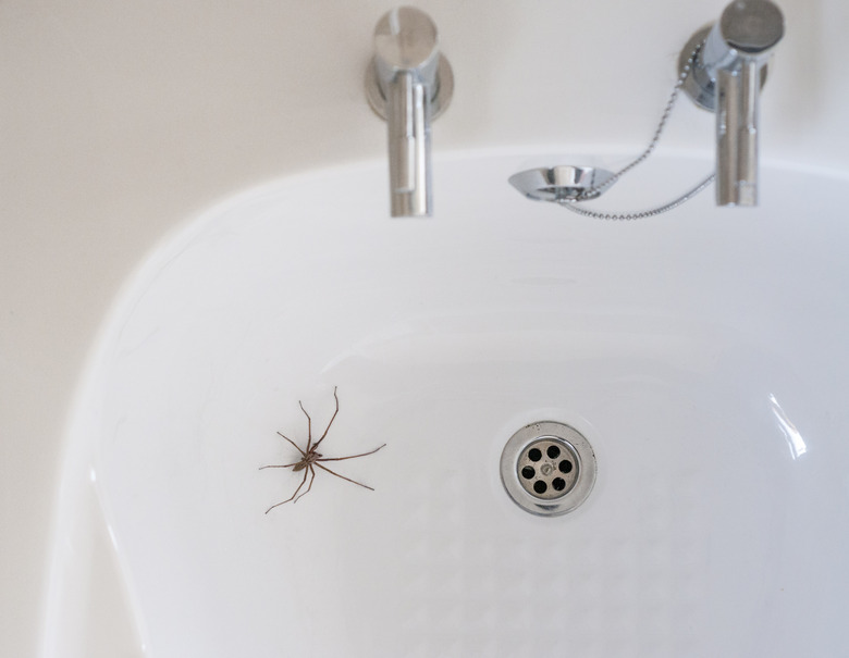 Giant House Spider In A Bathroom